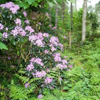 Rhododendron